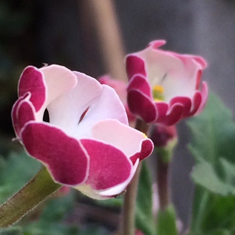 Plant image Zaluzianskya ovata 'Star Balsam'