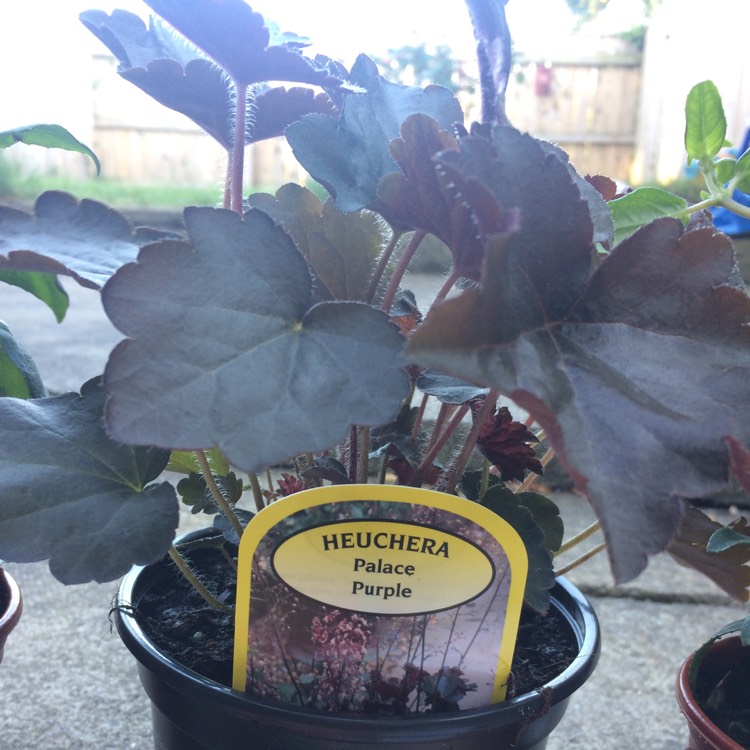 Plant image Heuchera villosa 'Palace Purple' syn. Heuchera sanguinea 'Palance Purple', Heuchera micrantha 'Palace Purple'
