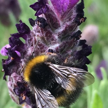 Lavandula Dentata