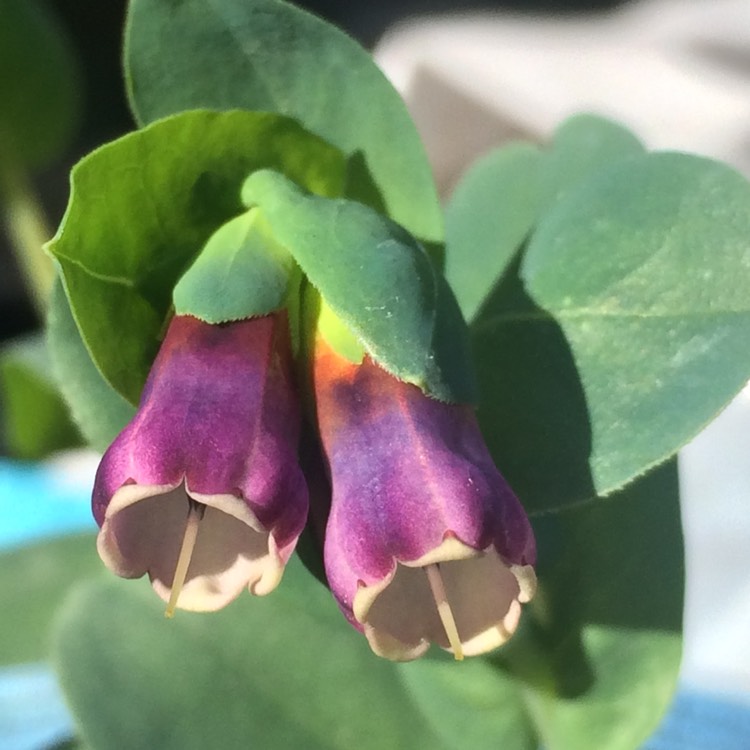 Plant image Cerinthe major 'Purpurescens'