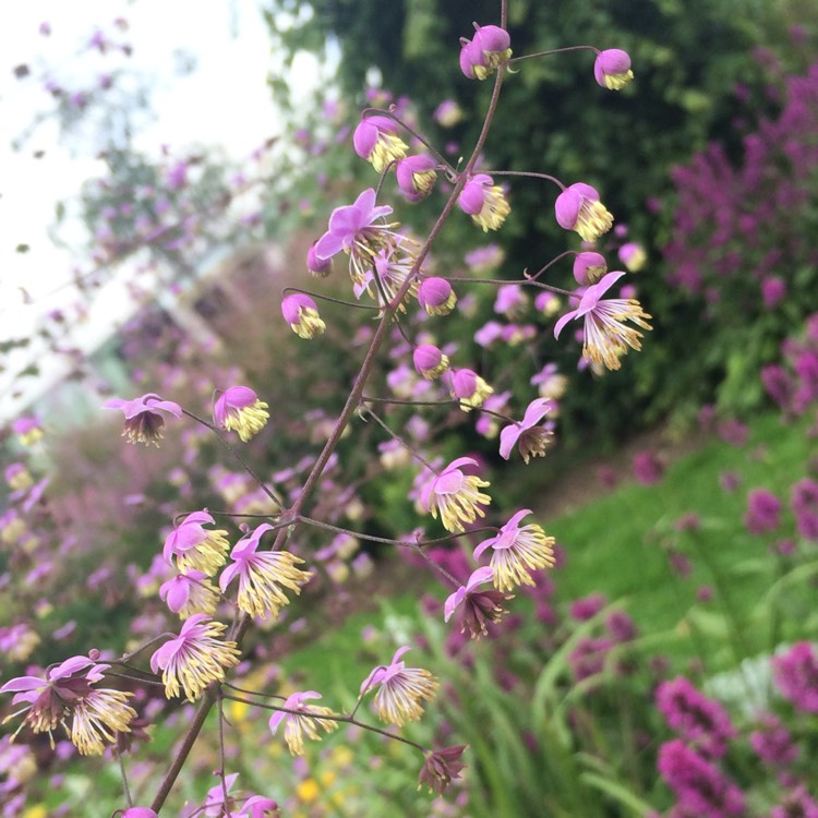 Plant image Thalictrum delavayi