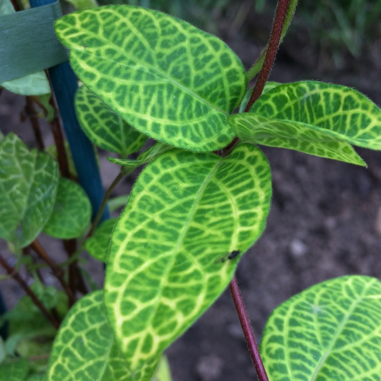 plant image 528209