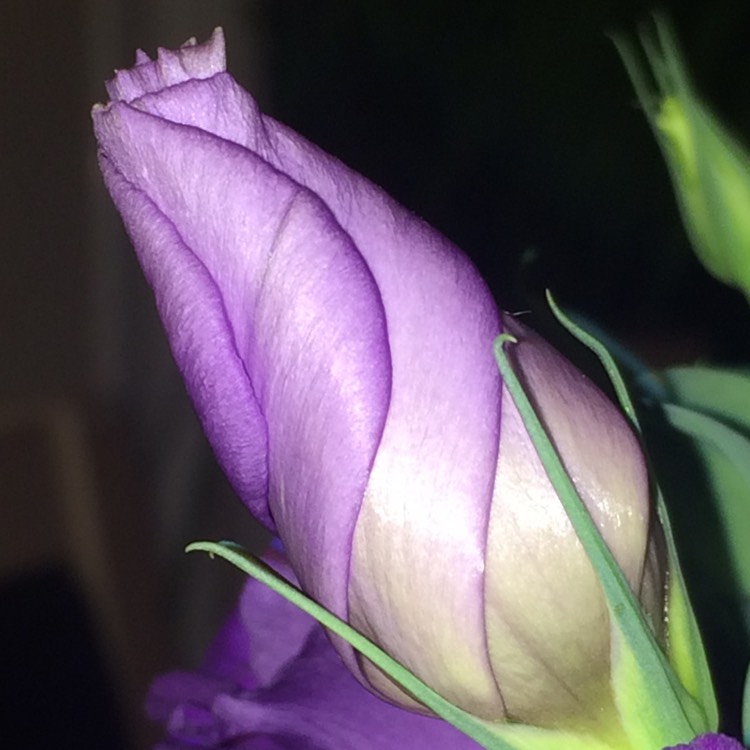 Plant image Eustoma russellianum