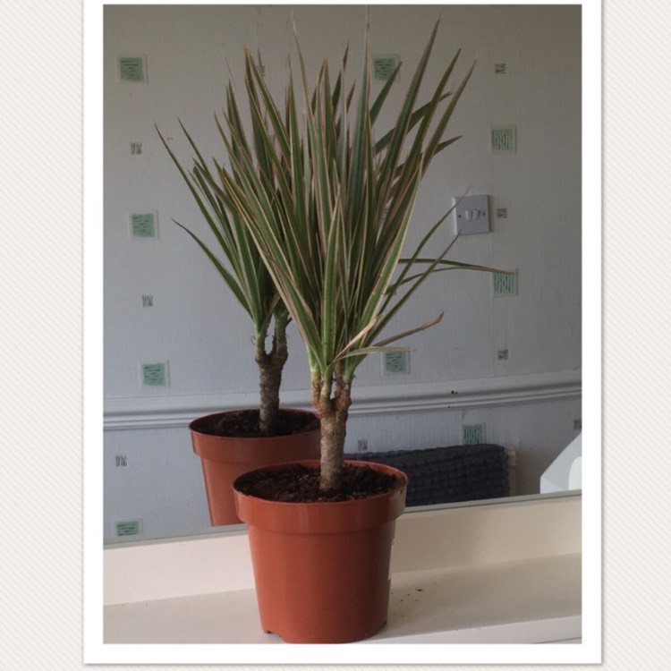 plant image 571933
