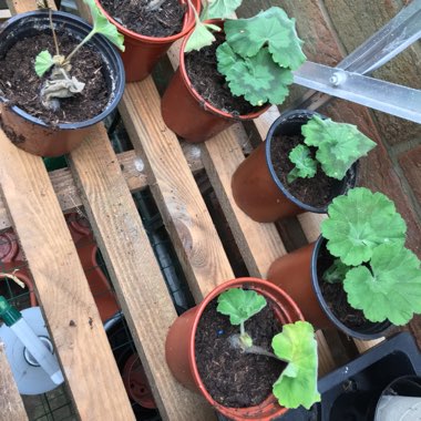 Pelargonium