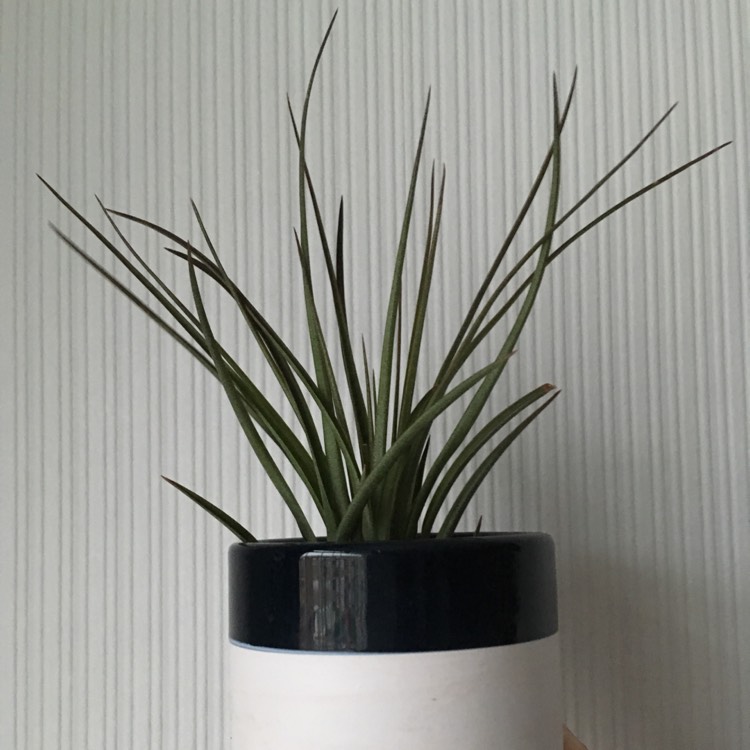 plant image 615911
