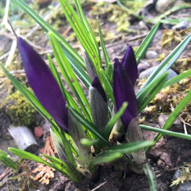 Crocus
