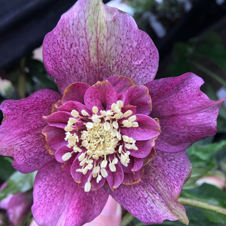 Plant image Helleborus x hybridus 'Tutu'