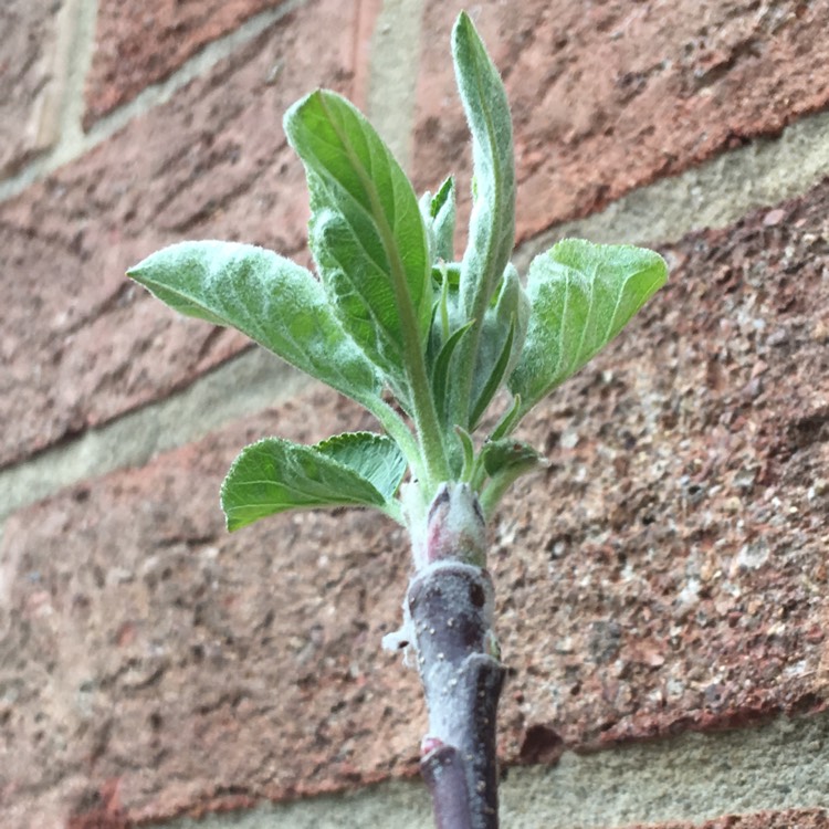 plant image 660411 plant image 660411