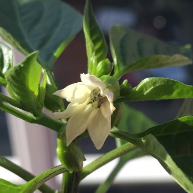 Capsicum Annuum 'Cayenne'