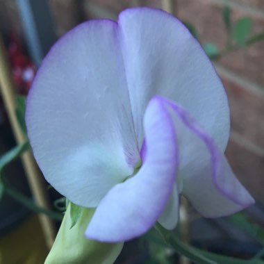 Lathyrus odoratus 'Lady Salisbury'