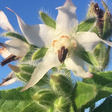 Borago officinalis var. 'Alba'