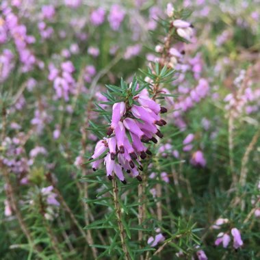 Erica carnea