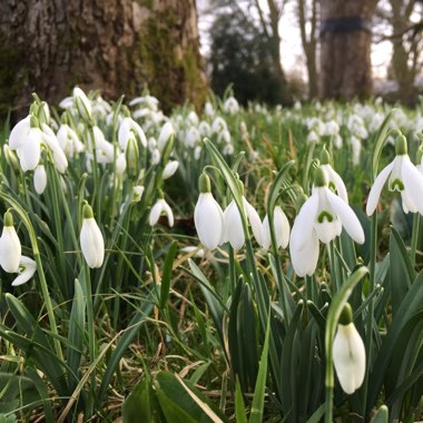 Galanthus nivalis
