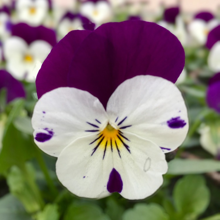 Plant image Viola 'Teardrops'(Mix)