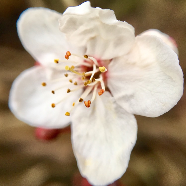 Plant image Prunus cerasifera
