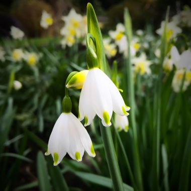 Leucojum vernum