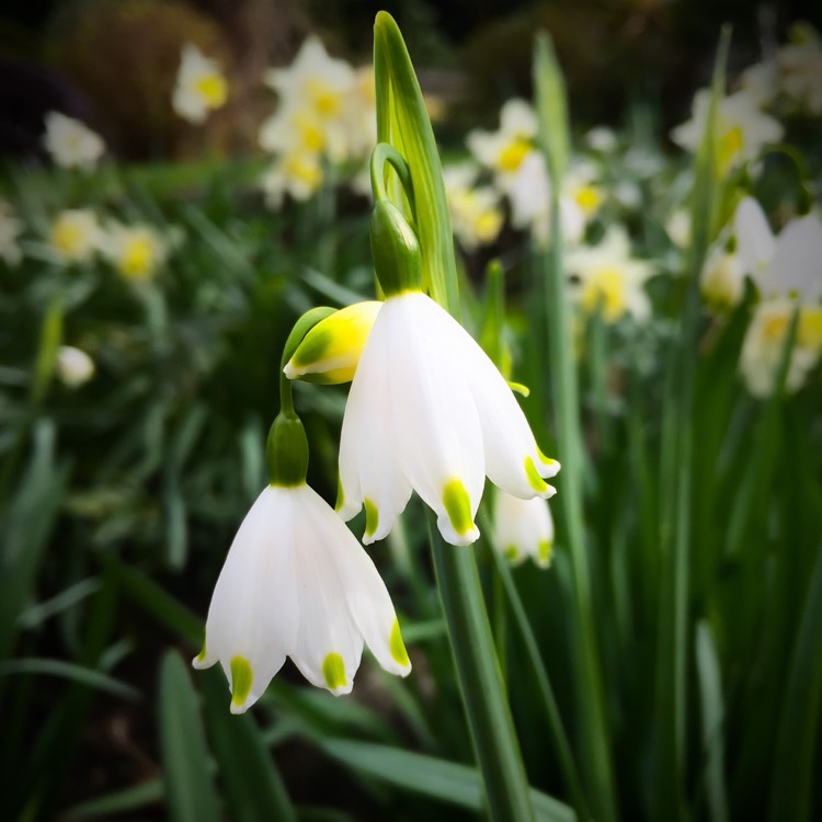 Plant image Leucojum vernum