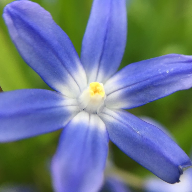 plant image 334531