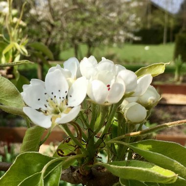 Pyrus communis 'Conference'