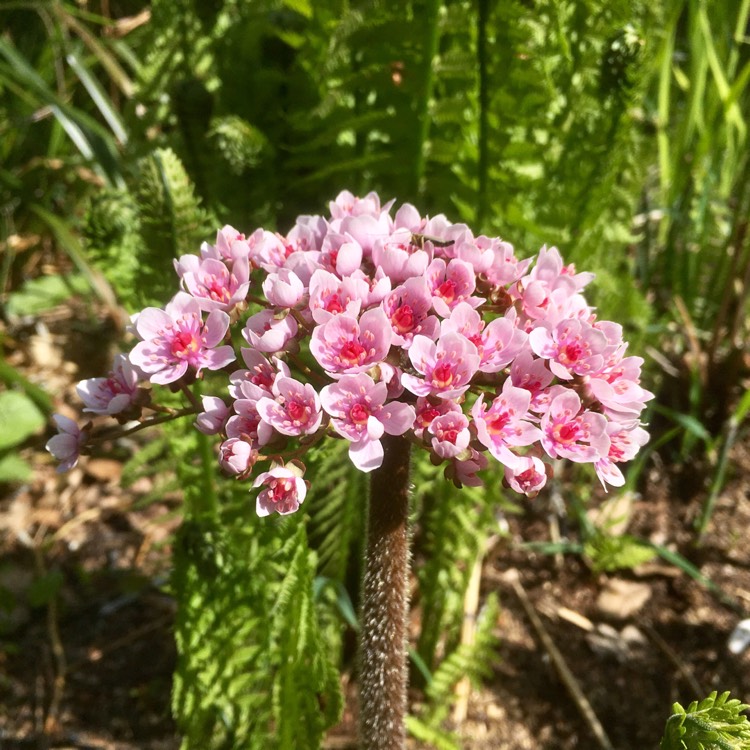 Plant image Darmera peltata