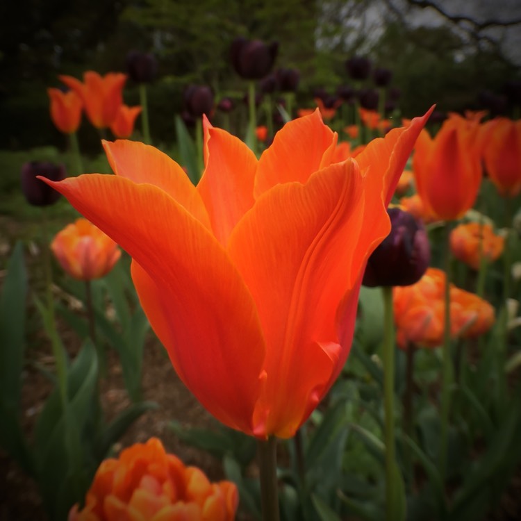 Plant image Tulipa 'Ballerina