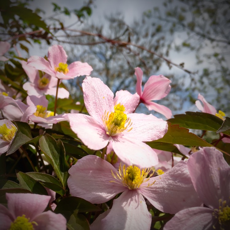 Plant image Clematis Montana 'Elizabeth'