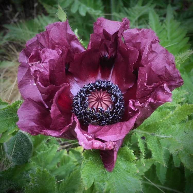 Plant image Papaver orientale 'Patty's Plum'