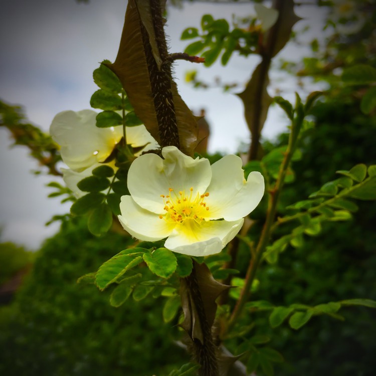 Plant image Rosa omeiensis f. pteracanth syn. Rosa sericea subsp. omeiensis f. pteracanth, Rosa omeiensis var. pteracantha