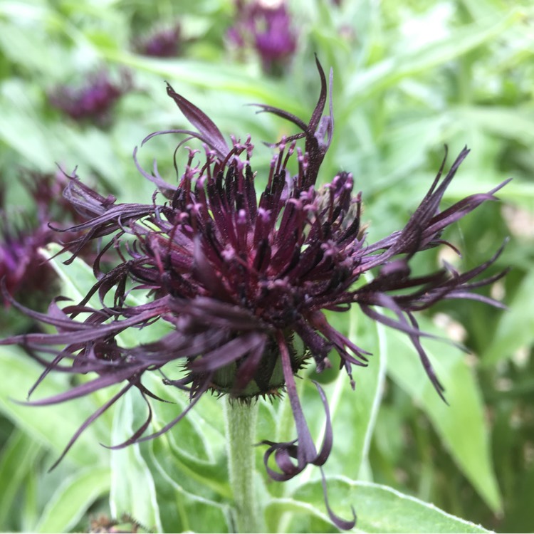 Plant image Centaurea montana 'Jordy'