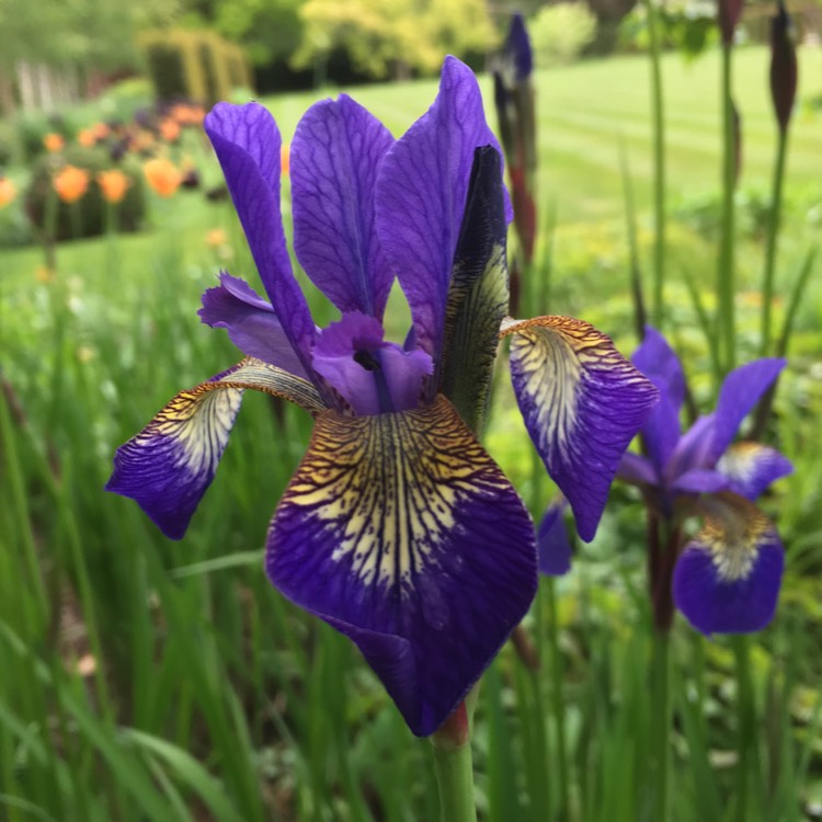 Plant image Iris sibirica 'Tropic Night'