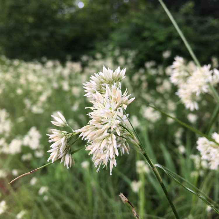 Plant image Luzula nivea