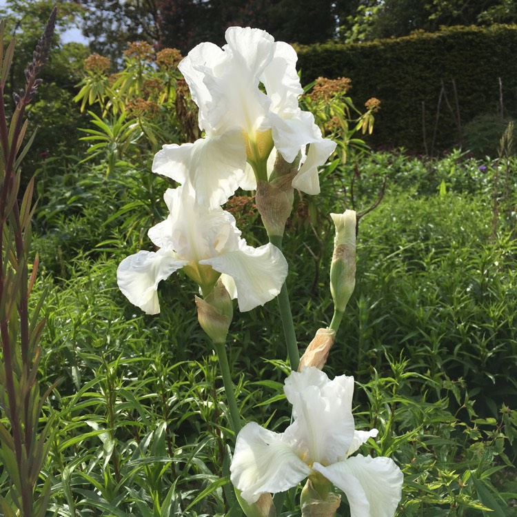 Plant image Iris x germanica 'English Cottage'