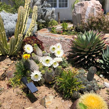 Vivian's garden