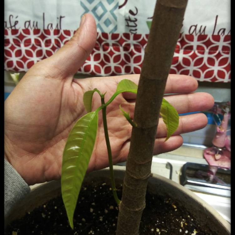 plant image 1265540