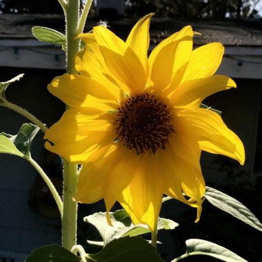 Kelsey's garden