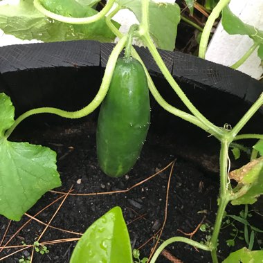 Kelsey's garden