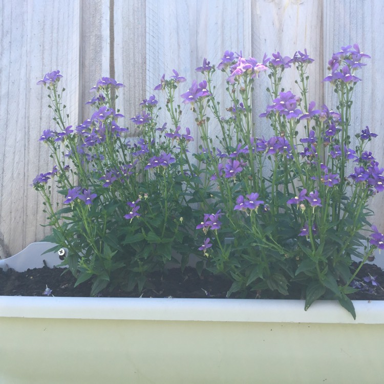 Plant image Nemesia 'Dark Blue'