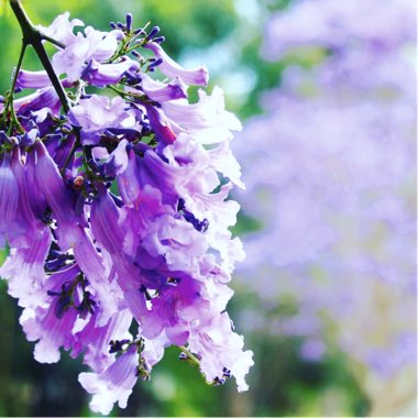 Blue Jacaranda