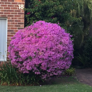 Kylie's garden