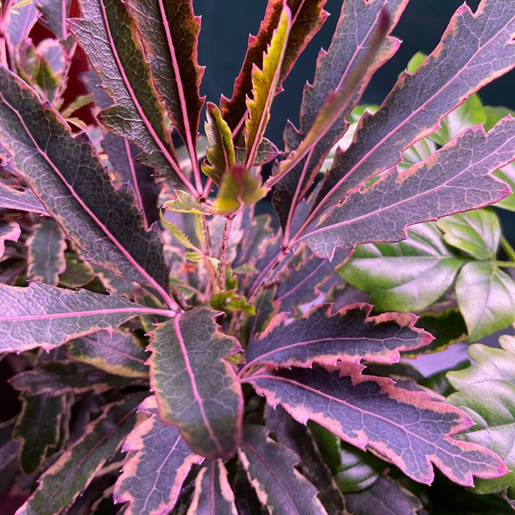 Plant image Schefflera elegantissima 'Galaxy' syn. Dizygotheca elegantissima 'Galaxy'