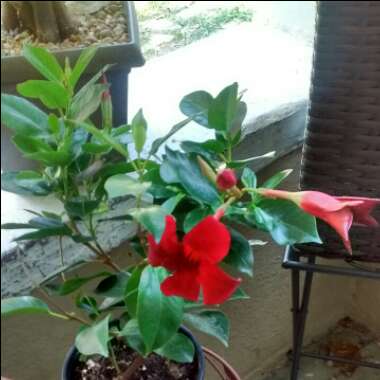 Tabitha's garden