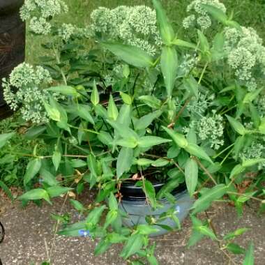 Tabitha's garden
