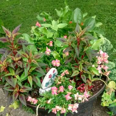 Tabitha's garden