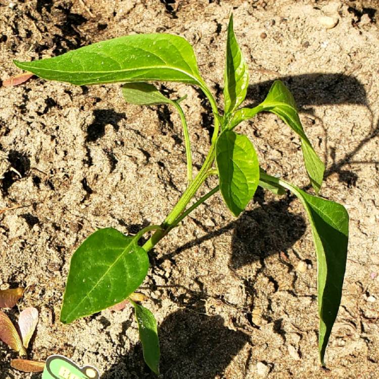 plant image 1024140