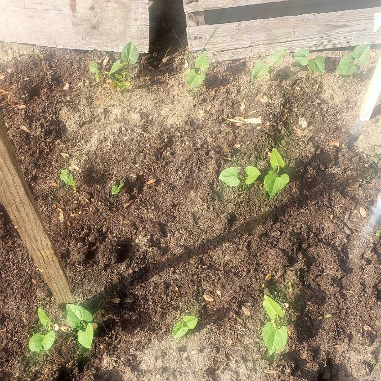 plant image 1051044