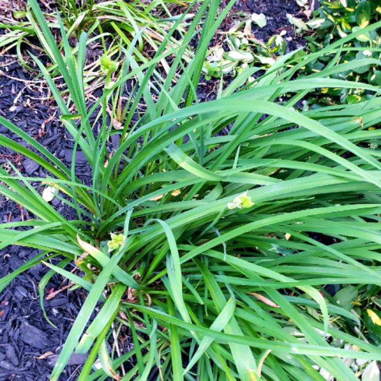 plant image 1068536 plant image 1068536