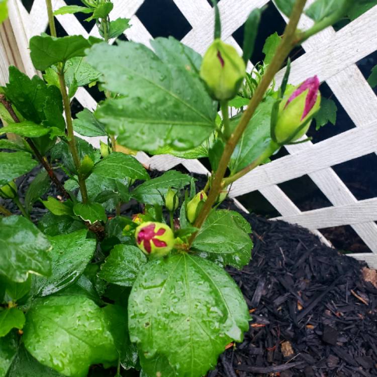 plant image 1069718 plant image 1069718