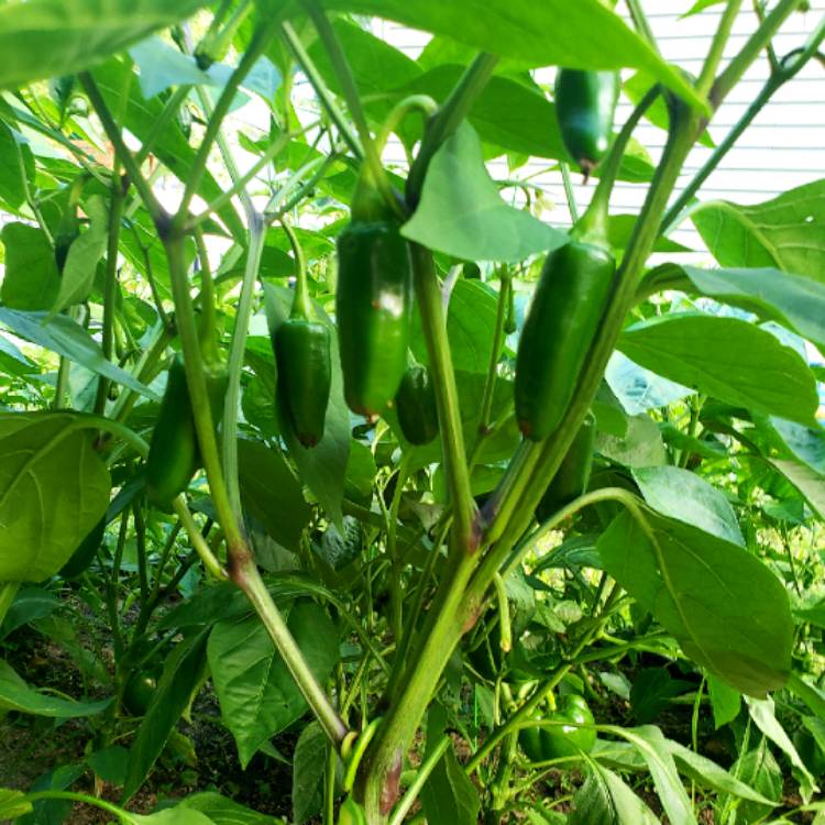 plant image 1101789