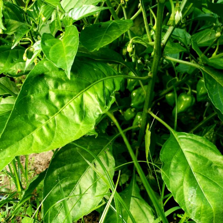 Plant image Capsicum Chinense 'Habanero'